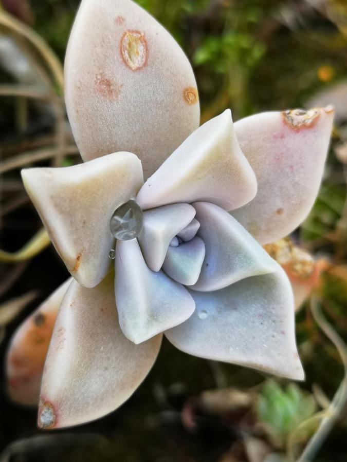 Apartmani Jagoda Lastovo Exteriér fotografie